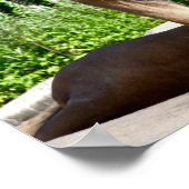 Leeuwschilfers Poster (Hoek)