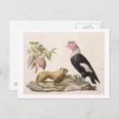 Leeuwse apen en condor, inheems in Chili of Ecuado Briefkaart (Voorkant / Achterkant)