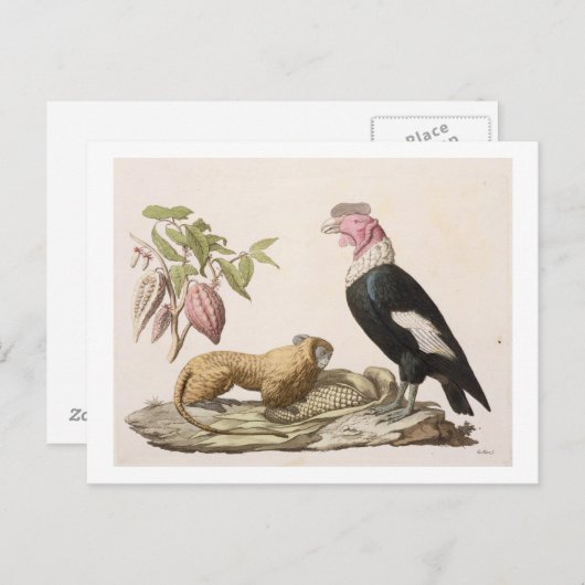 Leeuwse apen en condor, inheems in Chili of Ecuado Briefkaart (Voorkant / Achterkant)