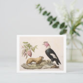 Leeuwse apen en condor, inheems in Chili of Ecuado Briefkaart (Staand voorkant)