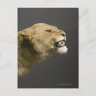Leeuwse roker 2 briefkaart