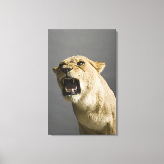 Leeuwse roker 2 canvas afdruk (Voorkant)