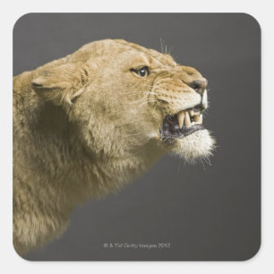 Leeuwse roker 2 vierkante sticker