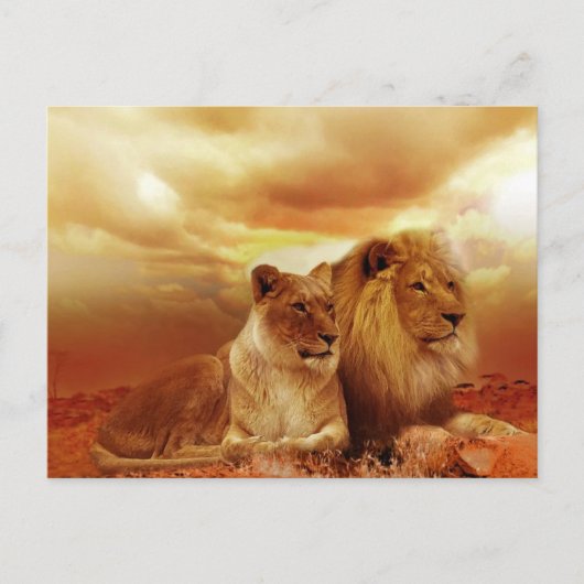 Leeuwstel in de safari briefkaart (Voorkant)