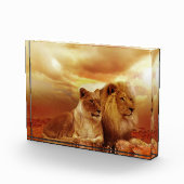 Leeuwstel in de safari fotoblokken (Rechts)