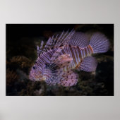 Leeuwvis Muurposter Aangepaste Oceaan Ontwerp Poster (Voorkant)