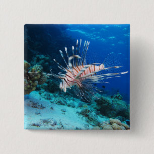 Leeuwvis of Pterois Miles, Kanaalrotsvis Vierkante Button 5,1 Cm