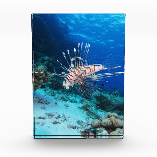 Leeuwvis of Pterois Miles, Koraalrifvis Fotoblokken (Voorkant)