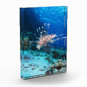 Leeuwvis of Pterois Miles, Koraalrifvis Fotoblokken (Links)