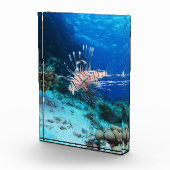 Leeuwvis of Pterois Miles, Koraalrifvis Fotoblokken (Rechts)