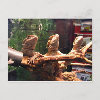 Leezard Trio Briefkaart