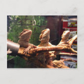Leezard Trio Briefkaart (Voorkant)