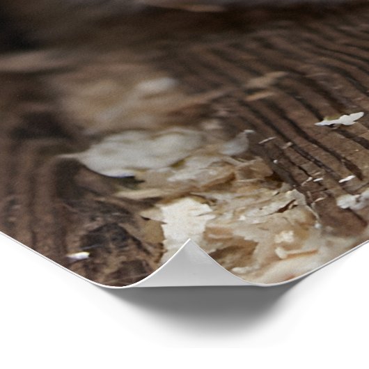 Leg Husky slee hond mooie kunst print neer (Hoek)