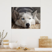 Leg Husky slee hond mooie kunst print neer (Keuken)