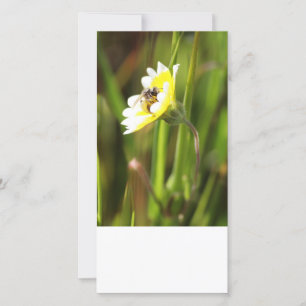 Lege fotokaart, hommel