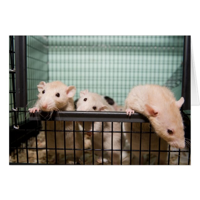 lege kaart (Voorkant Horizontaal)