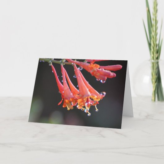 Lege Kaart - Morning Dew (Voorkant)