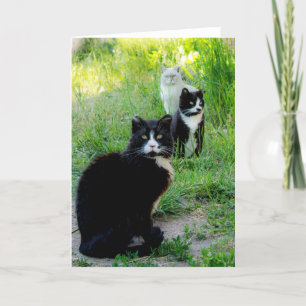 Lege kaart - "Trio" Kat Foto, Verwilderde katten