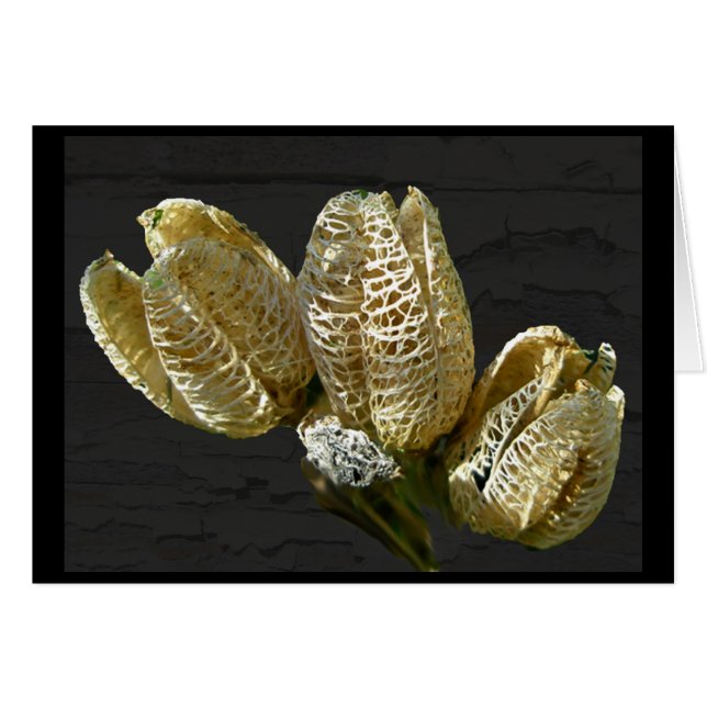 Lege Lily Seed Pods Coördinerende items (Voorkant Horizontaal)