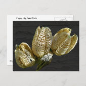 Lege Lily Seed Pods Coördinerende items Briefkaart (Voorkant / Achterkant)