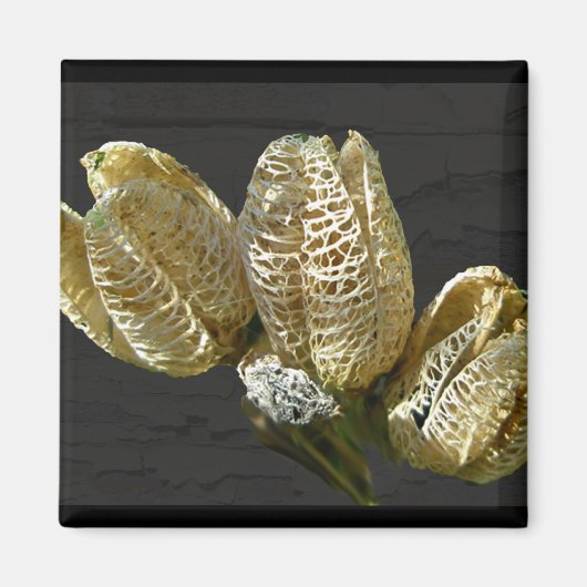 Lege Lily Seed Pods Coördinerende items Magneet (Voorkant)