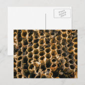 Lege Nest Briefkaart (Voorkant / Achterkant)