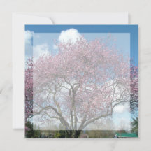 lege uitnodiging, kersenbloesemboom