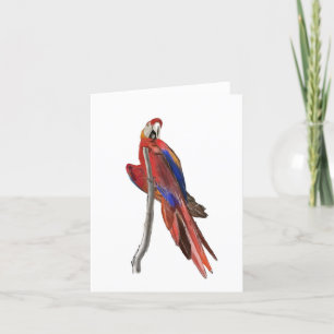 Lege wenskaart met ontwerp van de scharlaken ara bedankkaart