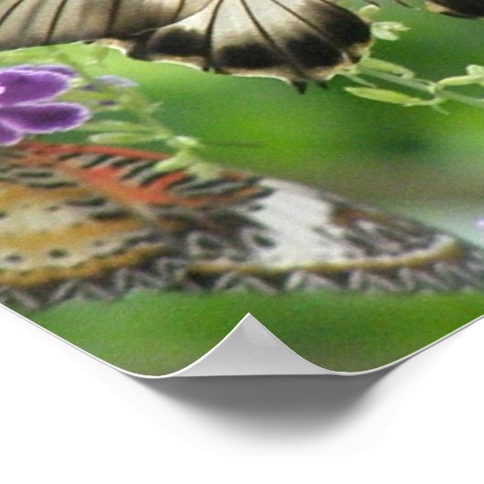 Legend of Butterflies Poster Print (Hoek)