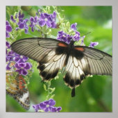 Legend of Butterflies Poster Print (Voorkant)