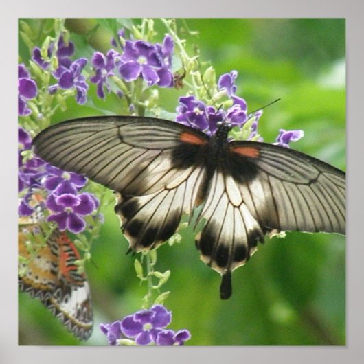 Legend of Butterflies Poster Print (Voorkant)