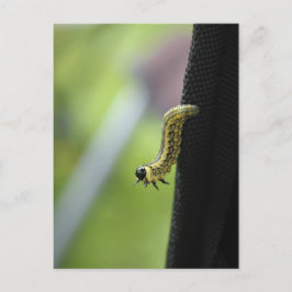 Legerworm Briefkaart