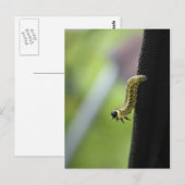 Legerworm Briefkaart (Voorkant / Achterkant)