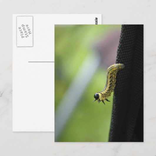 Legerworm Briefkaart (Voorkant / Achterkant)