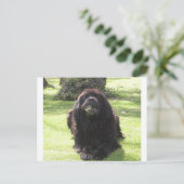 Leggen van Newfoundland.png Briefkaart (Staand voorkant)