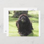 Leggen van Newfoundland.png Briefkaart (Voorkant / Achterkant)