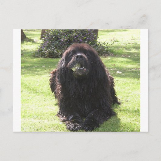 Leggen van Newfoundland.png Briefkaart (Voorkant)