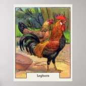 Leghorn Chicken Poster (Voorkant)