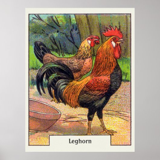  Leghorn Chicken Poster (Voorkant)