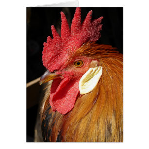Leghorn Roo