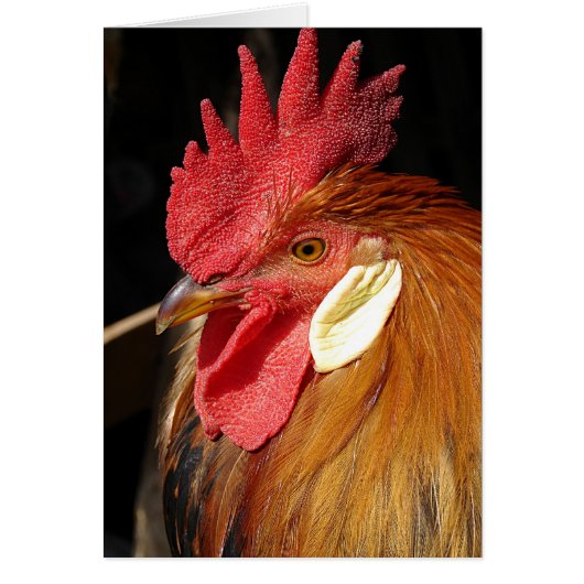 Leghorn Roo (Voorkant)