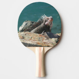 Leguaan bij St. Thomas Tafeltennisbatje