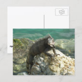 Leguaan op de rotsen bij St. Thomas Briefkaart (Voorkant / Achterkant)
