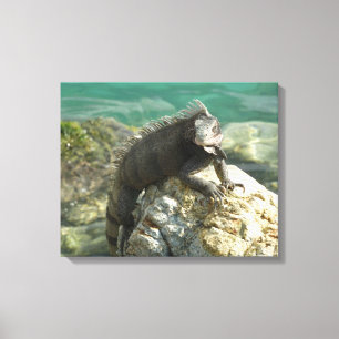 Leguaan op de rotsen bij St. Thomas Canvas Afdruk