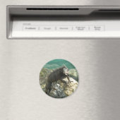 Leguaan op de rotsen bij St. Thomas Magneet (Insitu (Vaatwasser))