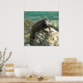 Leguaan op de rotsen bij St. Thomas Poster (Keuken)
