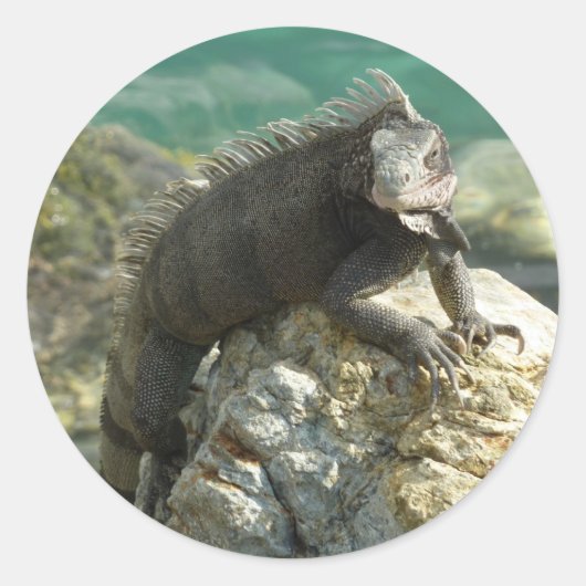 Leguaan op de rotsen bij St. Thomas Ronde Sticker (Voorkant)