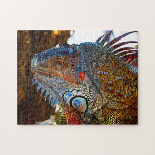 Leguaanhagedis Florida Legpuzzel