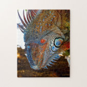 Leguaanhagedis Florida . Legpuzzel (Verticaal)