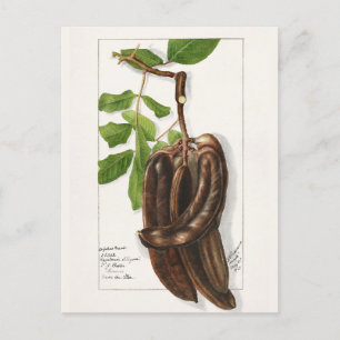 Legume (Ceratonia Siliqua L.) Vruchtenschilderinge Briefkaart